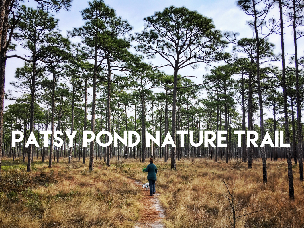 Hiking the Patsy Pond Nature Trail in Carteret County, North Carolina