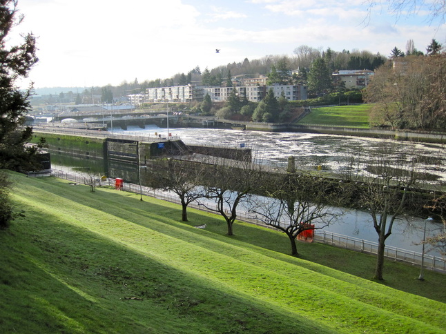 The grassy hill on the Ballard side of the Locks in Seattle