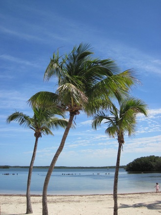 Palm trees at a beach in John Pennekamp State Park