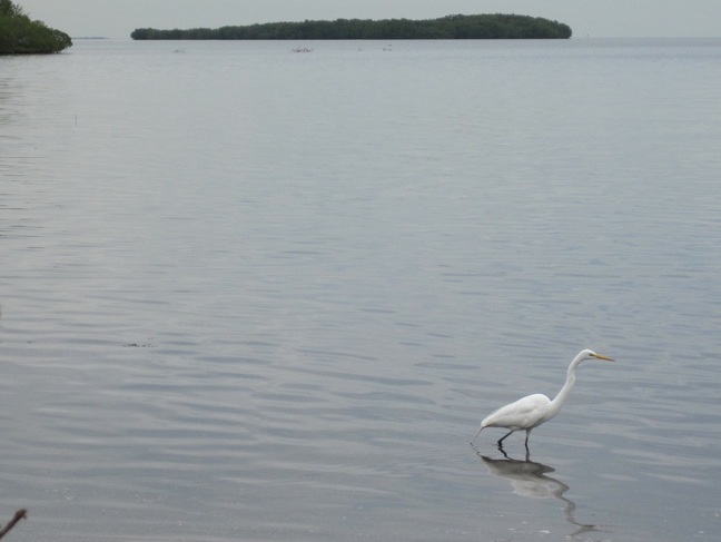 An egret hunting in the shallow water in the Florida Keys