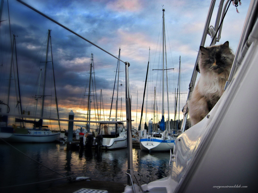 Our cat living aboard a sailboat in Seattle