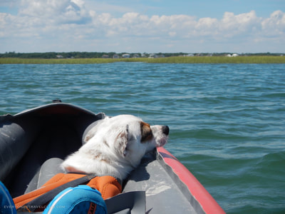 One way to get your dog on Bear Island - paddle yourself.