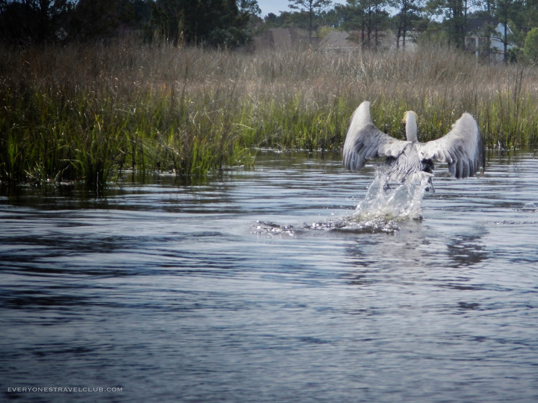 Photographing water fowl on Queens Creek, Coastal North Carolina.