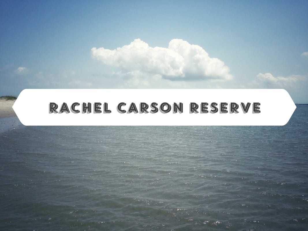 Kayaking from Beaufort North Carolina to the Rachel Carson Reserve
