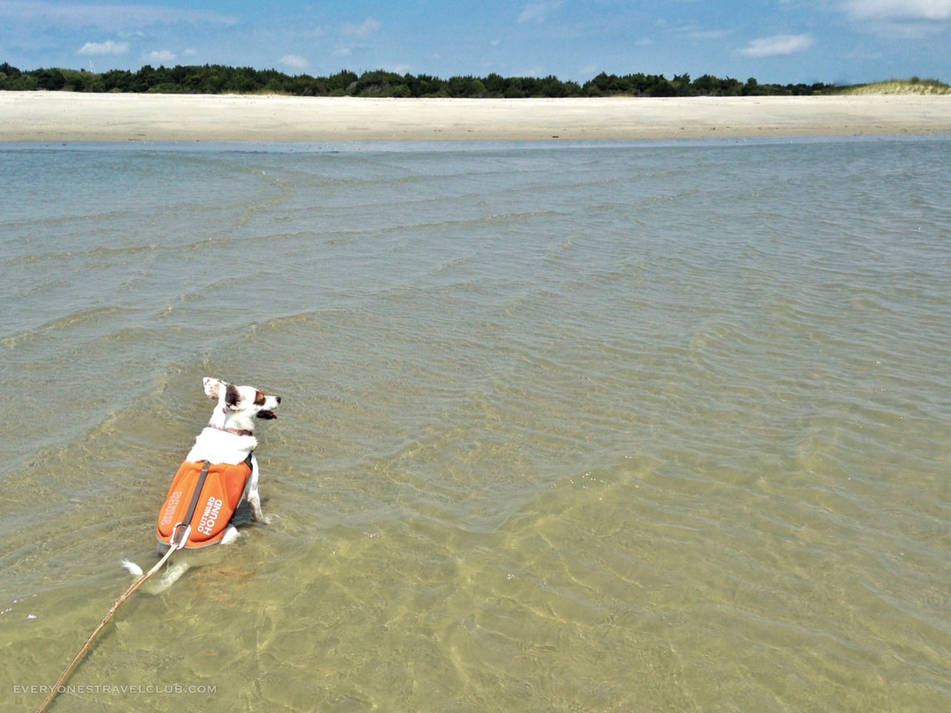 Eleanor the dog outfitted by Outward Hound, sitting in the surf on Bird Shoal, NC