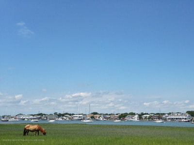 A wild horse on a barrier island of the Crystal Coast.
