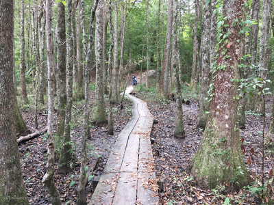Hiking trails through the forest at Flanners Beach, located in the South's only true coastal forest east of the Mississippi. 