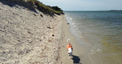 Bring your dog to a private Crystal Coast beach!