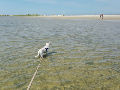 Swimming with our dog on Emerald Isle, North Carolina