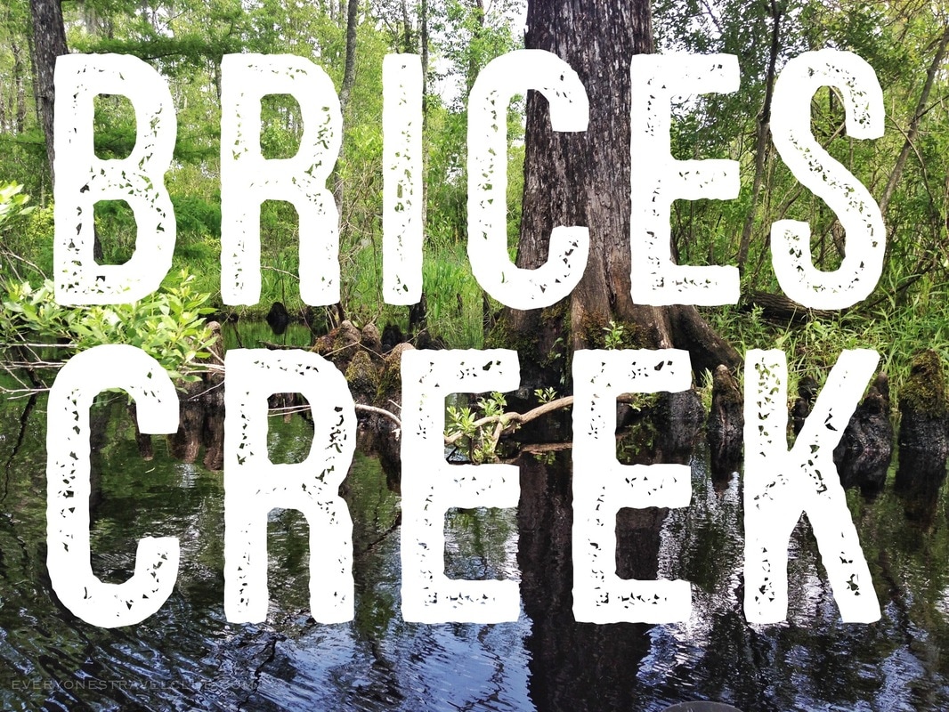 Everyone's Travel Club paddles Craven County's popular Brices Creek from Perrytown to Creekside Park.