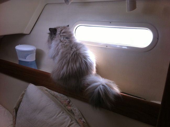 Our cat Kali aboard our liveaboard sailboat