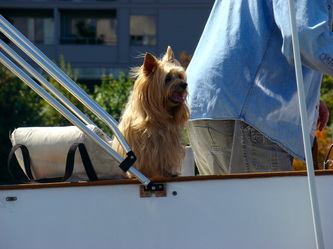A dog aboard a sailboat at the Ballard Locks in Seattle