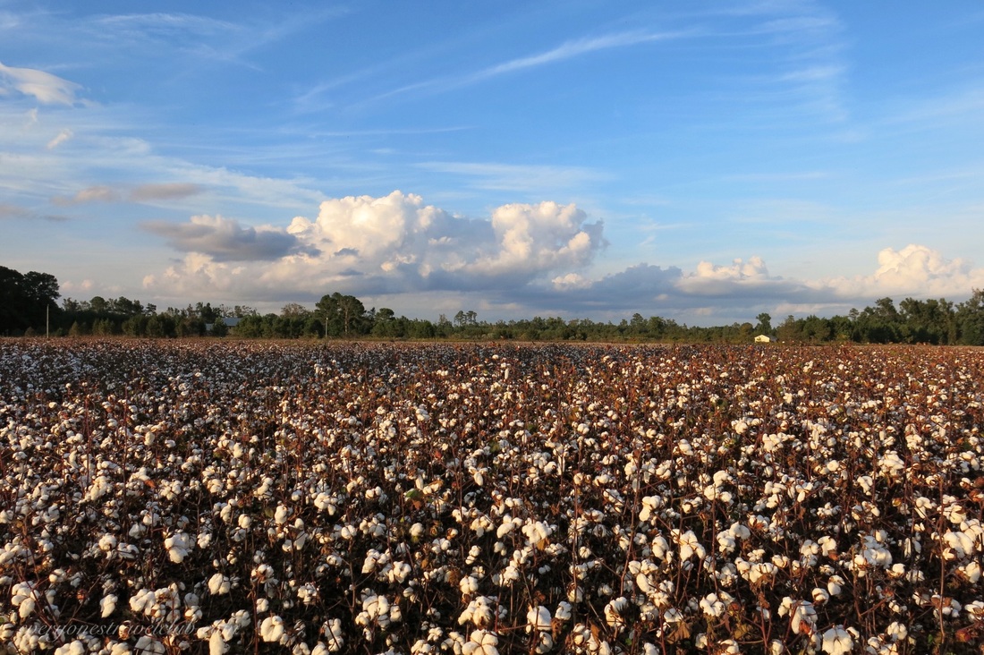 A cotton field in full bloom in Eastern North Carolina