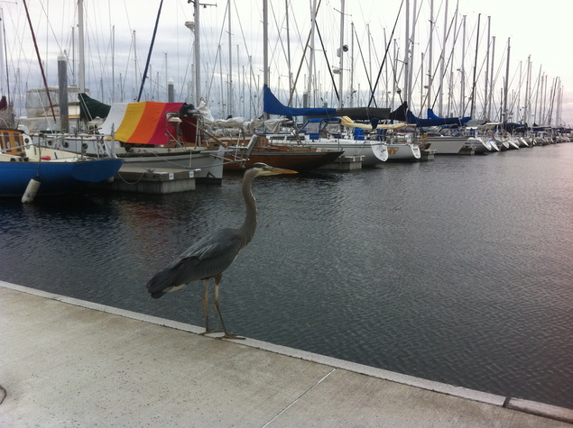 A big cranky blue heron on the edge of a dock at the Shilshole Marina