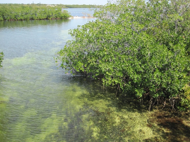 A look at the mangrove paddle trails at John Pennekamp State Park in the Florida Keys
