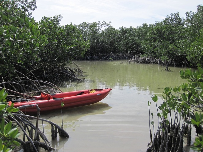 Paddling in the mangroves near Big Torch Key