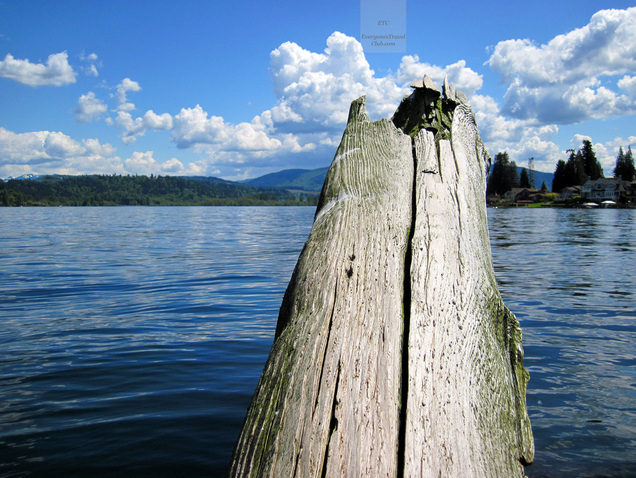 Logs sticking out of the water in Lake Sammamish