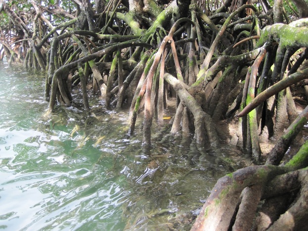 Views of the mangroves paddling in the Florida Keys