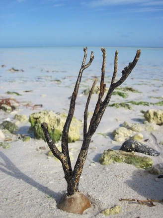 Dead coral on the beach in the Florida Keys