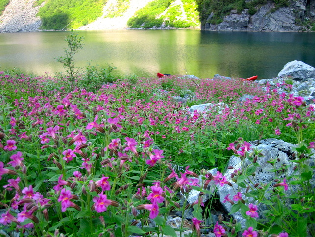 Spring flowers on the banks of Lake Serene