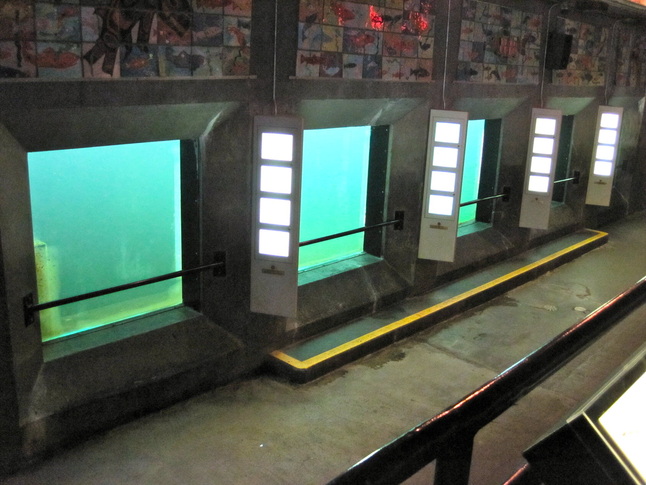 The salmon viewing room at the Ballard Locks in Seattle