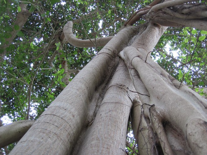A banyan tree in Miami, Florida