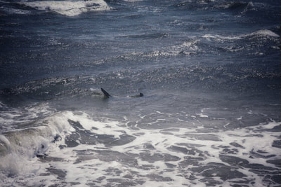 Photographing sharks in the surf off of Bear Island, North Carolina.