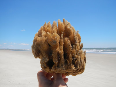 Finding a sponge on the beach in North Carolina