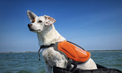 Our outward hound riding on the front of our kayak.