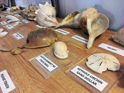 Shell exhibit inside the Cape Lookout Visitor's Center