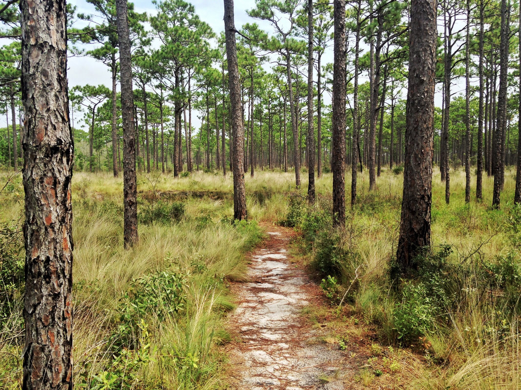 Crystal Coast hiking in the Croatan National Forest