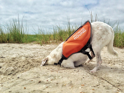 Our dog digging in the sand on an island along the Crystal Coast