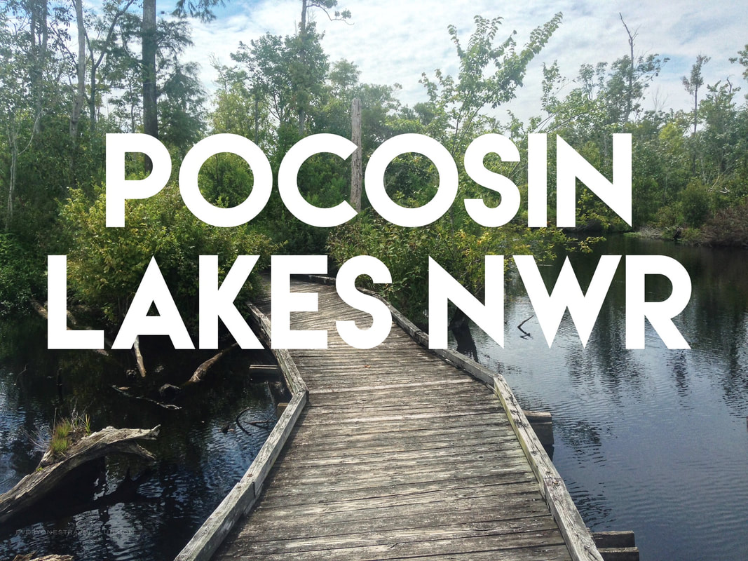 Exploring the Pocosin Lakes National Wildlife Refuge near Columbia, North Carolina