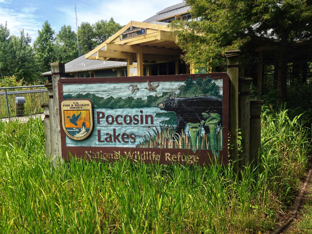 The headquarters-visitor's center at the Pocosin Lakes NWR in NC