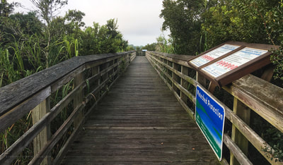 The NC Coastal Federation boardwalk at the Morris Landing Clean Water Reserve