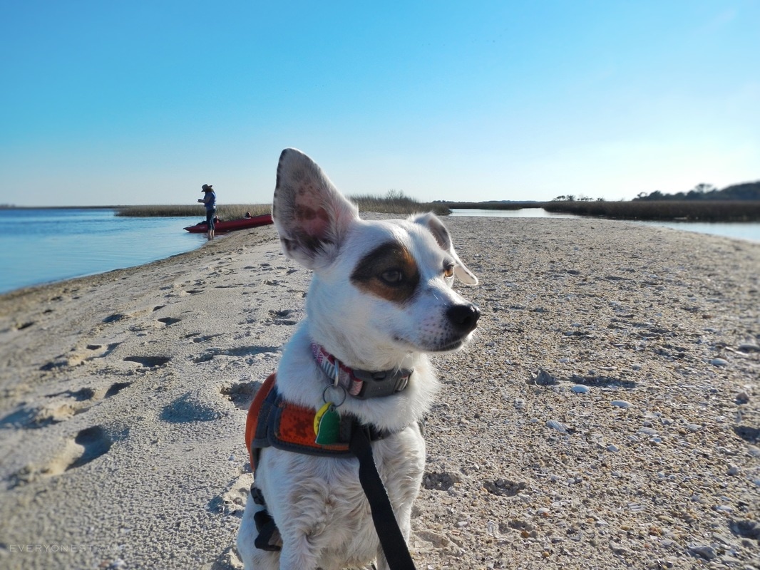 Our dog enjoying an off leash secret beach - #OutwardHound!