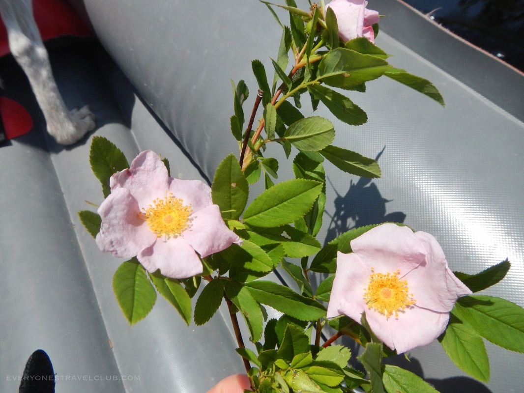 Scavenging some wild roses on our Brices Creek paddling trip.